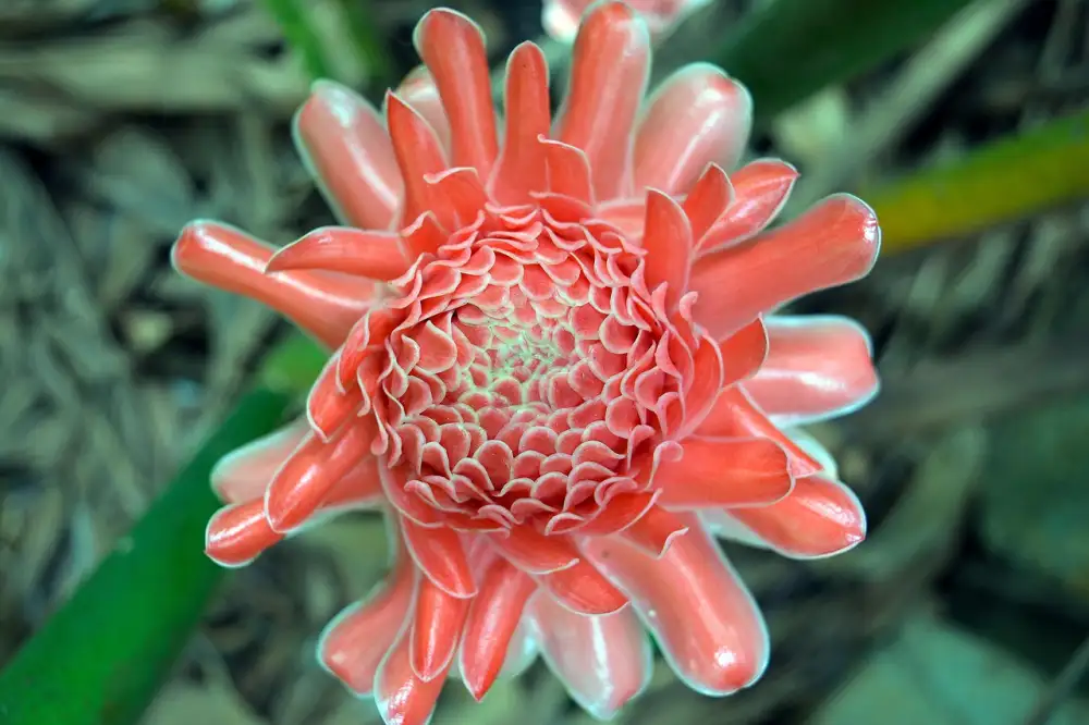 Galangal